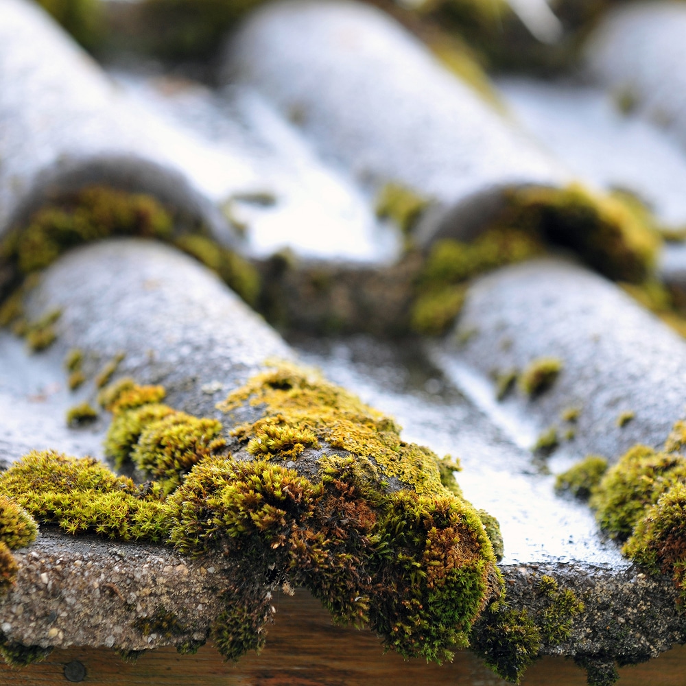 Mousse verte et jaune épaisse sur de vieilles tuiles de toit grises et humides.